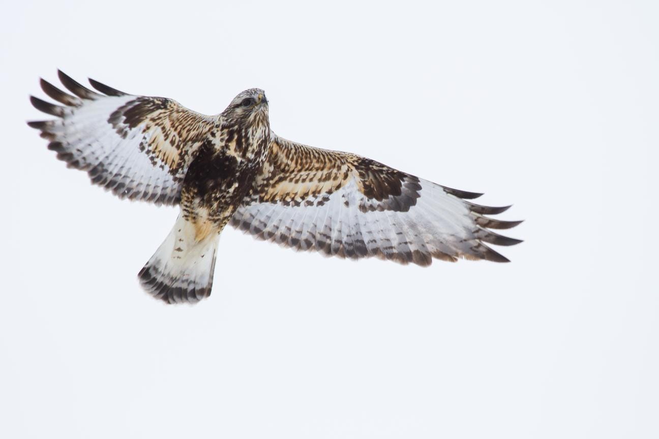 Protecting Biodiversity