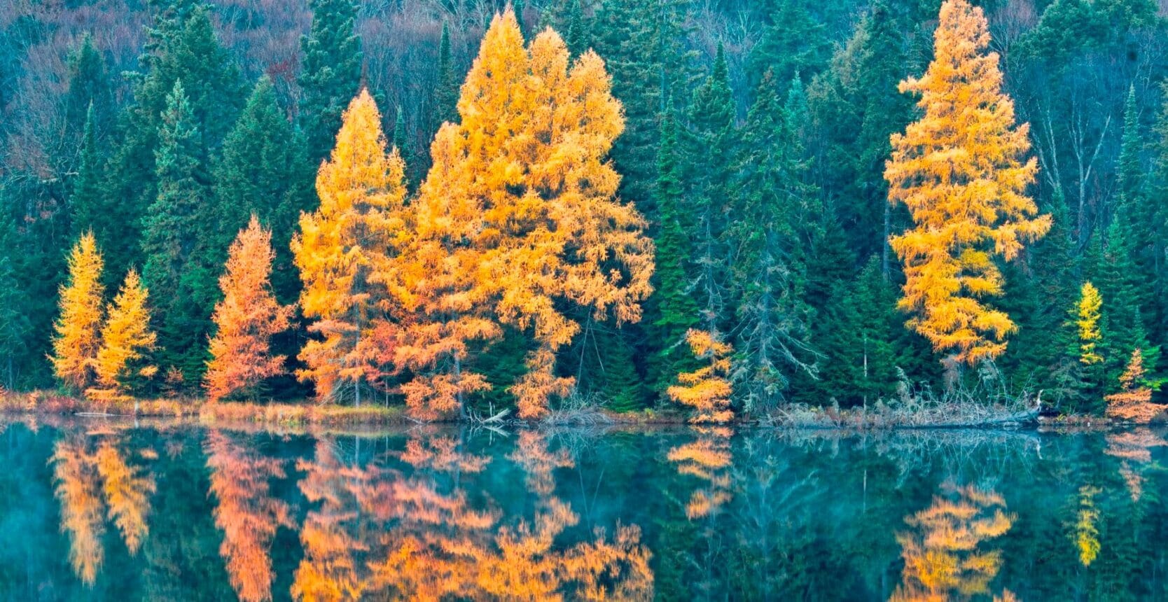 Ontario Biodiversity Council