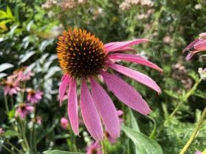 Echinacea cone flower in native plant garden